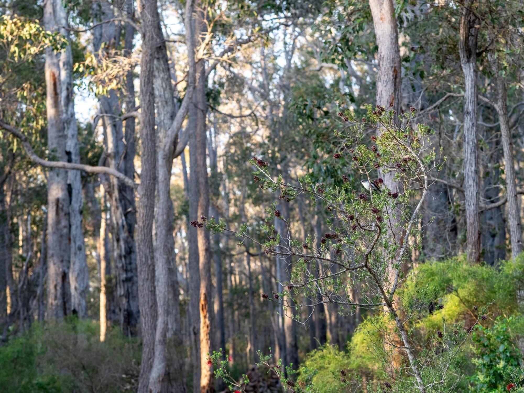 Jarrah Grove Forest Retreat - Adults Only Luxury Chalet Rosa Glen Eksteriør billede