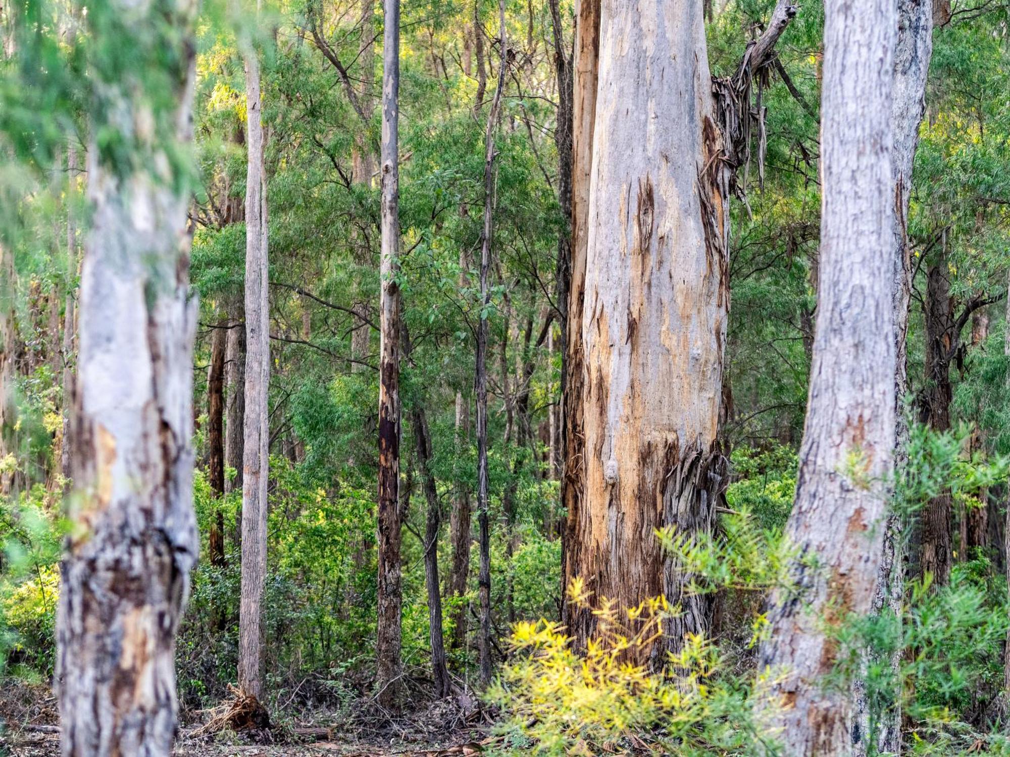 Jarrah Grove Forest Retreat - Adults Only Luxury Chalet Rosa Glen Eksteriør billede